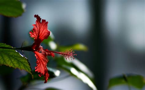 Hibiscus Flower Wallpaper,HD Flowers Wallpapers,4k Wallpapers,Images,Backgrounds,Photos and Pictures