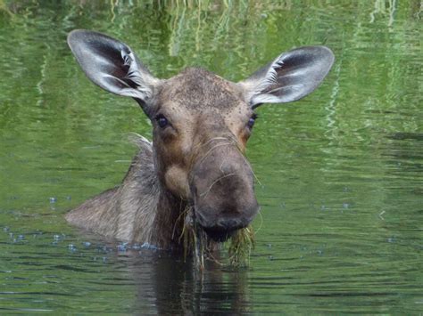 After a day of hiking at Granite Tors, we spotted this moose swimming ...