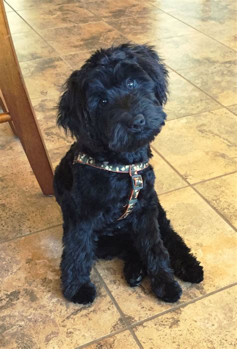 Cute Black Schnoodle Haircut