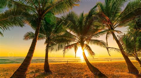 Silueta de palmeras de coco en la playa al atardecer o al amanecer ...