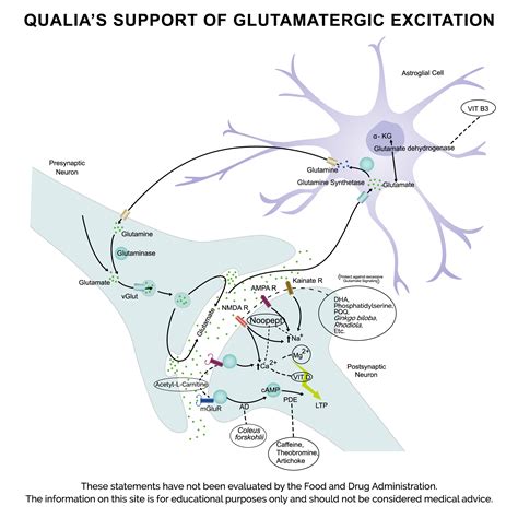 What is Glutamate?