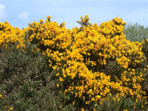 GC6FWZJ Formonthills - Gorse (Traditional Cache) in Northern Scotland, United Kingdom created by ...