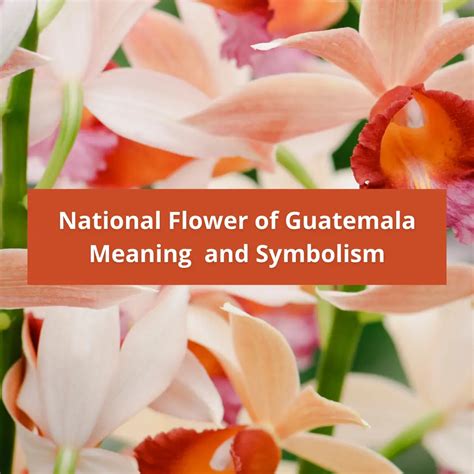 What is the national flower of Guatemala, Meaning and Symbolism