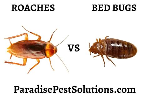 Do Roaches Eat Bed Bugs? | Paradise Pest Solutions