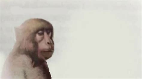 Monkey neuron - YouTube