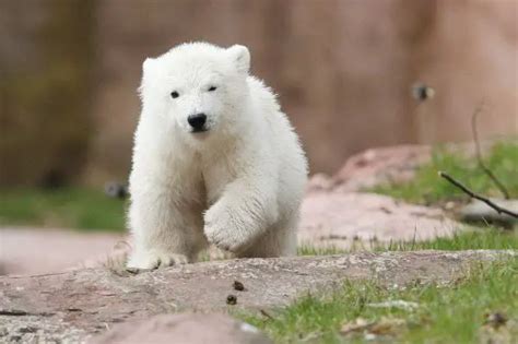 Baby Polar Bear - Polar Bear Facts and Information