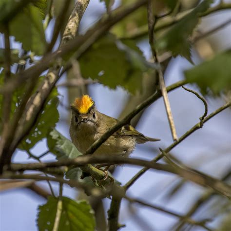 Bird migration | Wildlife Trusts Wales