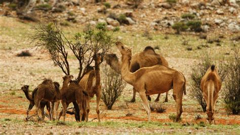 The strange story of Australia’s wild camel - BBC Travel