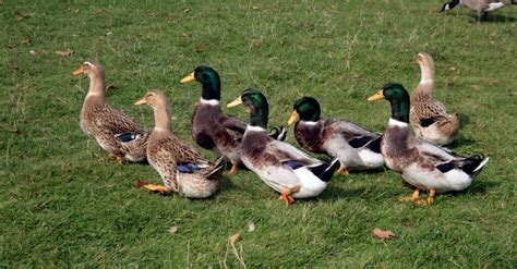 Rouen Duck vs Mallard: What are the Differences? - Wiki Point