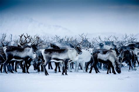 Swedish Lapland | Rewilding Europe