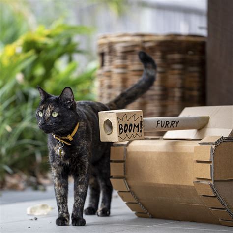 Pepsi next to cardboard tank | surveying the battlefield, pl… | Flickr