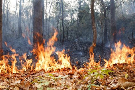 Bush Fire in Tropical Forest Stock Image - Image of smoky, tropical ...