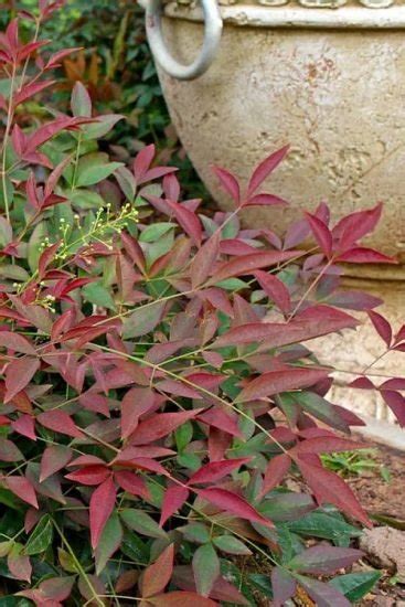 15 Beautiful Types of Nandina Varieties | Balcony Garden Web