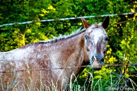 Crazy Horse Crazy Horse, Enjoy Life, Enjoyment, Horses, Photography, Animals, Photograph ...