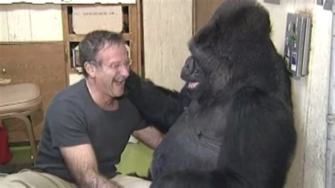 Koko the gorilla somber after learning of Robin Williams' death - ABC7 San Francisco