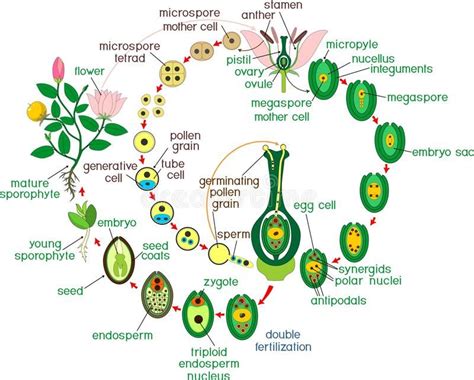 Angiosperm life cycle. Diagram of life cycle of flowering plant with double fertilization and ...