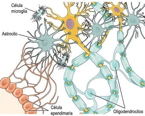 Células gliales - Tipos de Celulas