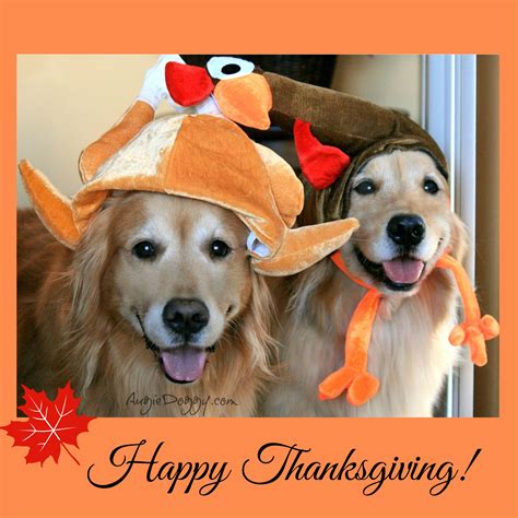 From the Treat Jar (Blog) | Dog thanksgiving, Golden retriever ...