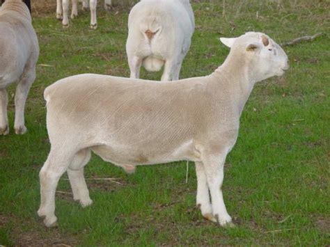 Australian Dorper & Australian White Sheep – Cluny Livestock Exports Pty Ltd