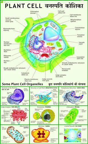 Biology Charts at Rs 100/piece | Biological Charts in New Delhi | ID: 13776523248