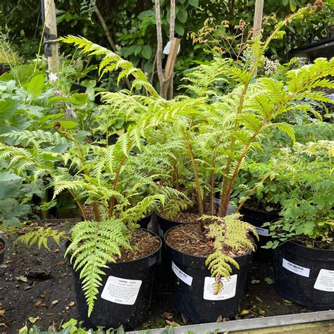 Cyathea Cooperi 3ltr - Bunkers Hill Plant Nursery