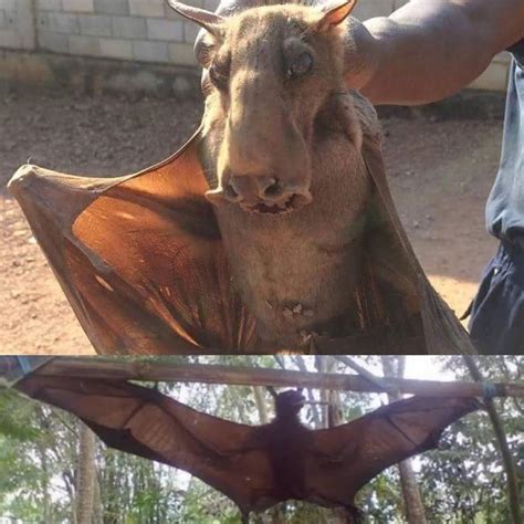 Josh Wolf - I just discovered Hammerhead Bats are a thing... | Facebook