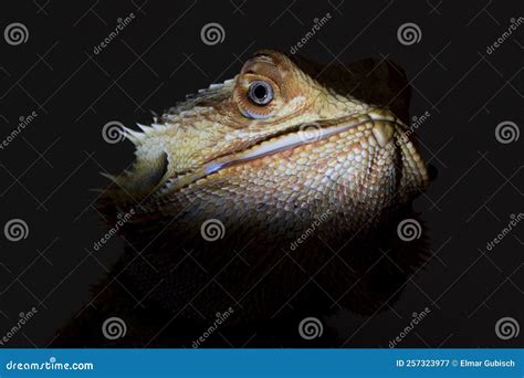 Agamidae A Species Of Iguana Lizards Royalty-Free Stock Image | CartoonDealer.com #254963704