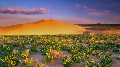 Hanford Reach National Monument | Audubon Washington