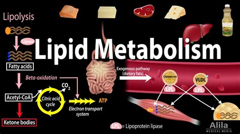 Lipid (Fat) Metabolism Overview, Animation - YouTube