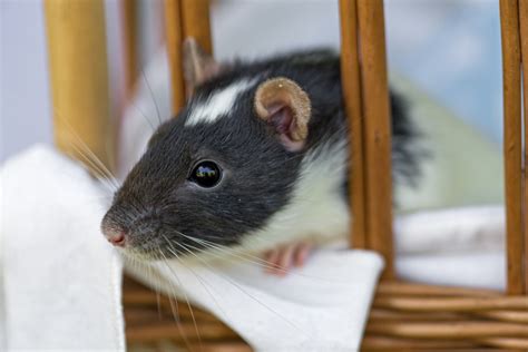 How to Create DIY Toys and Features for Your Rats’ Enclosure - PetHelpful