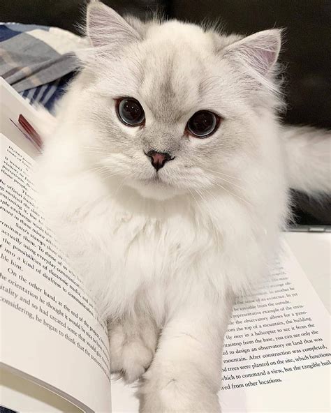 The cutest bookmark ever Submit your cat’s photo to our contest email ...