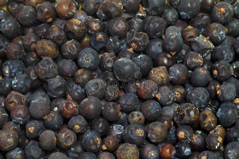 Juniper seeds stock photo. Image of vegetarian, fruit - 12829248