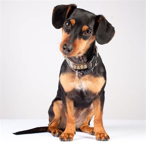 Pinscher mix | Terrier mix, Rat terrier dogs, Dachshund