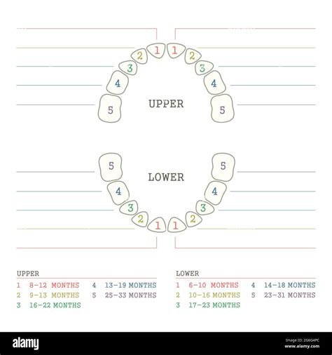 Children's Primary Teeth, Schedule of Baby Teeth Eruption. Сhildren's dentistry infographics ...