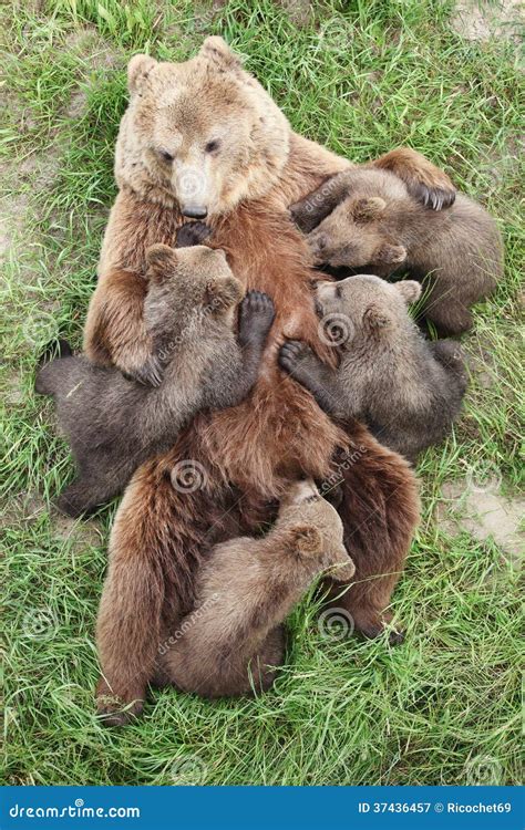 Brown bear with babies stock image. Image of adorable - 37436457