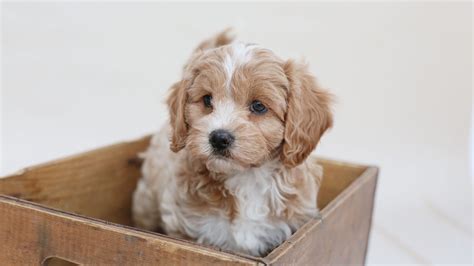 Apricot Cavapoo