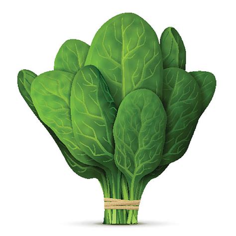 Spinach Clip Art, Vector Images & Illustrations - iStock