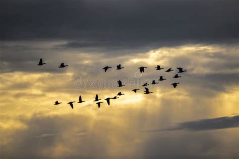 Migrating Geese stock photo. Image of dusk, migration - 245367906