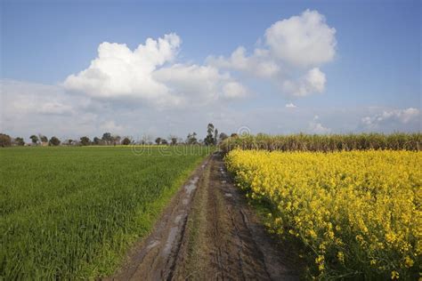 Classic Punjabi landscape stock photo. Image of mustard - 30046254