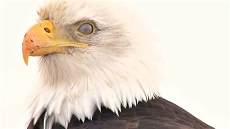 Difference Between Male and Female Bald Eagles: Gender Revealed!