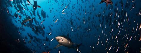 Diving in Socorro Island, Mexico - Bluewater Dive Travel