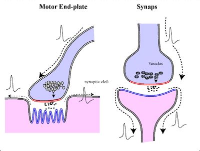 Meets the motor end plate – Introduction To The Muscular System