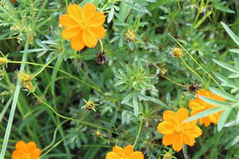 Buy Yellow Cosmos Flower 1000 seeds - BloomyBliss flower shop