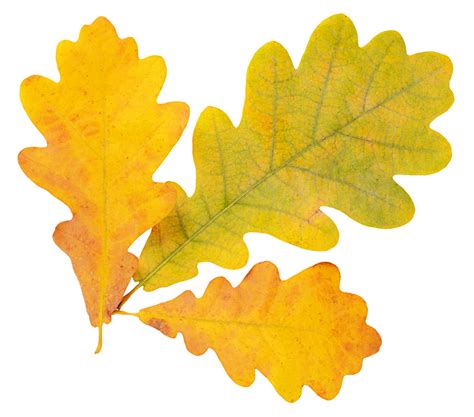 Free photo: Oak leaf - Autumn, Leaf, Lonely - Free Download - Jooinn