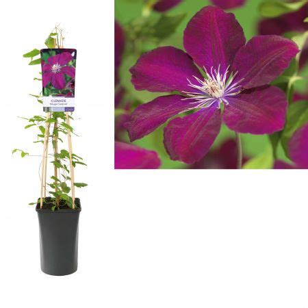 Clematis 'Rouge Cardinal' weinrot große Blüten