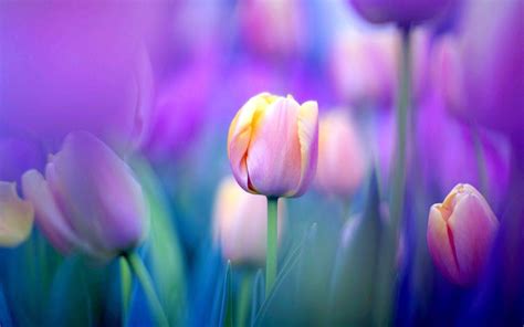 Tulip Wallpapers - Top Free Tulip Backgrounds - WallpaperAccess