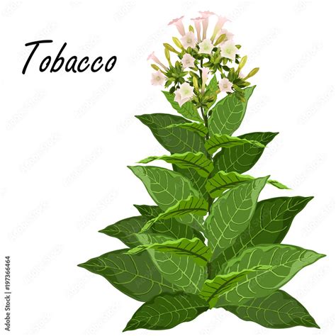 Tobacco Cartoon Images : Tobacco (nicotiana Tabacum). Hand Drawn ...