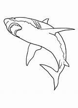 Free Printable Shark Coloring Pages For Kids sketch template