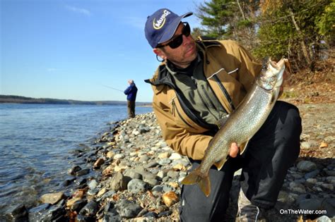 Well-Fed Lake Trout (Wachusett Reservoir Fishing Report)