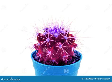 Cactus or Cacti with Trendy Neon Color Fantasy Vintage Pastel Pink in ...